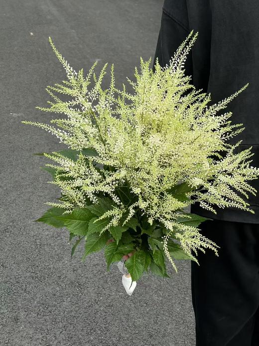 同城甄选精品小众国产花材络新妇10支 商品图5