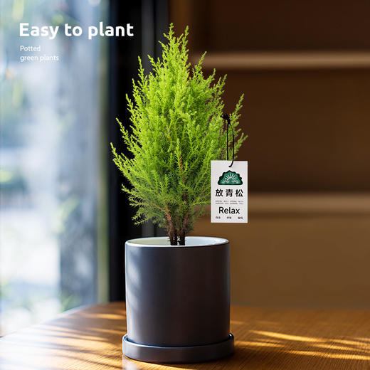 【放轻松，桌面上的圣诞派对~】小香松圣诞树绿植 柏树办公桌面植物盆栽 节日礼品送礼物 香松如火焰 又似灯塔般的树形-QQ 商品图3