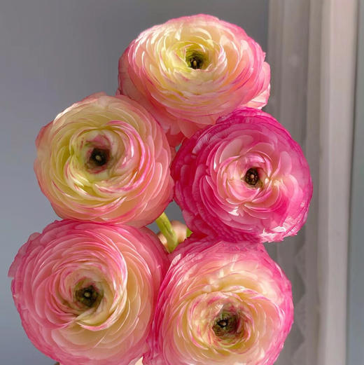 洋牡丹.蜜桃西柚 商品图0