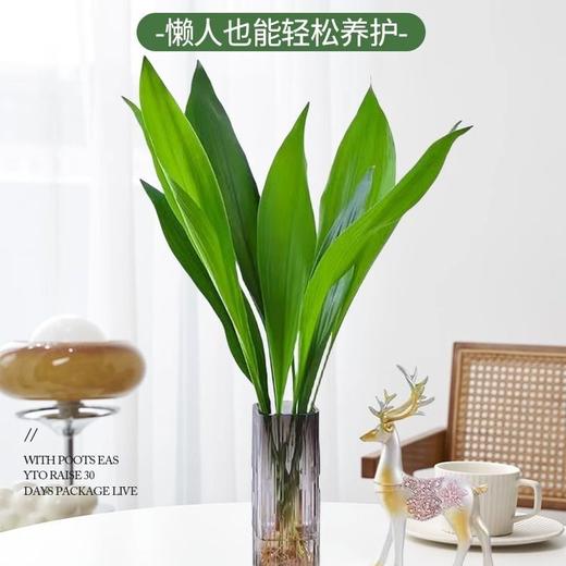 【水培植物，净化空气，好养又耐寒】一叶兰四季常青盆栽 办公室水培植物 网红摆件 室内好养 耐寒净化空气植物-QQ 商品图1