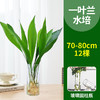 【水培植物，净化空气，好养又耐寒】一叶兰四季常青盆栽 办公室水培植物 网红摆件 室内好养 耐寒净化空气植物-QQ 商品缩略图5