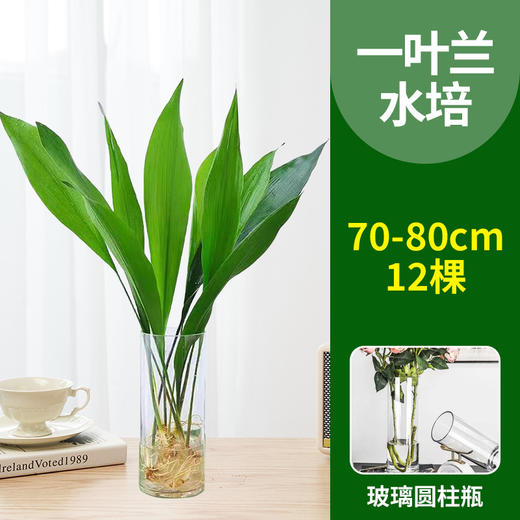 【水培植物，净化空气，好养又耐寒】一叶兰四季常青盆栽 办公室水培植物 网红摆件 室内好养 耐寒净化空气植物-QQ 商品图5