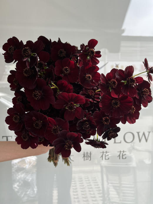 国产花材-【巧克力秋英】 商品图1