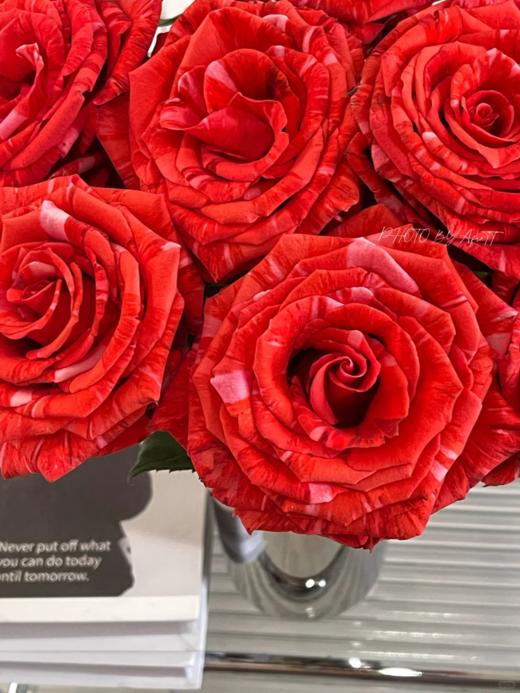 厄瓜多尔小众进口Wild Cat野猫玫瑰鲜切花家庭插花10支 商品图4