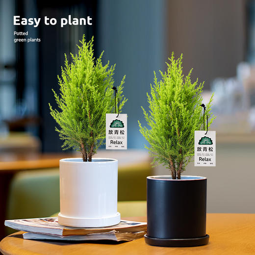 【放轻松，桌面上的圣诞派对~】小香松圣诞树绿植 柏树办公桌面植物盆栽 节日礼品送礼物 香松如火焰 又似灯塔般的树形-QQ 商品图1