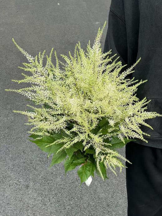 同城甄选精品小众国产花材络新妇10支 商品图4