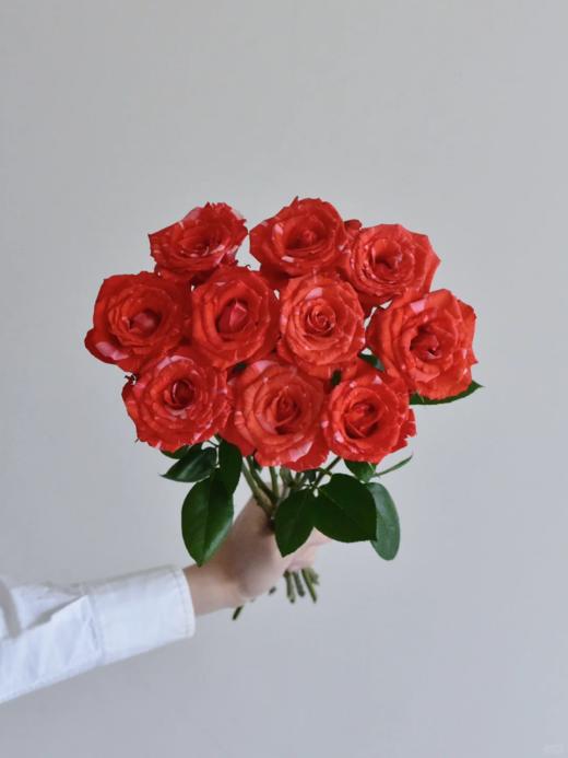 厄瓜多尔小众进口Wild Cat野猫玫瑰鲜切花家庭插花10支 商品图2