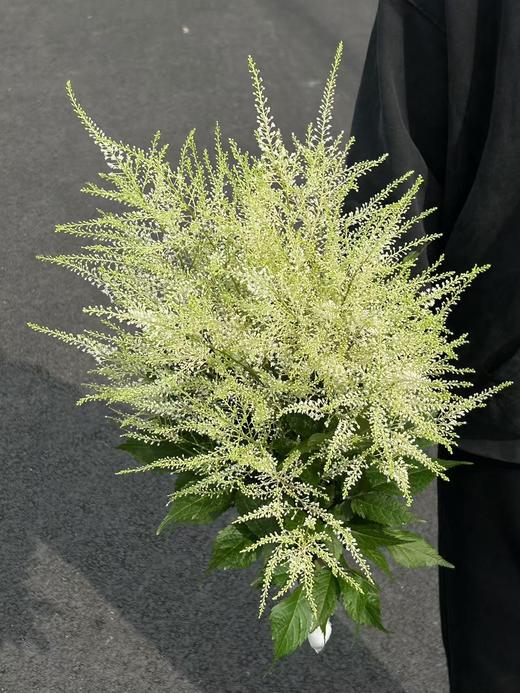 同城甄选精品小众国产花材络新妇10支 商品图3