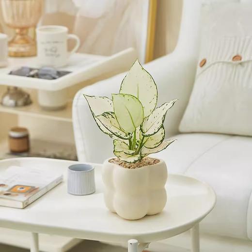 【网红盆栽，颜值在线】绿植室内花卉盆栽 办公室桌面摆件小盆景 植物发财树四季常青好养活 净化空气-QQ 商品图6