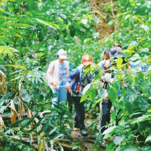 6天5晚【奢玩·西双版纳五一暑假亲子营】体验雨林穿越、特色傣族民俗文化、野象谷、小熊猫庄园，1大1小到2大2小享主题正餐，全程高能有玩有学不枯燥，高端野奢度假体验~ 商品图5