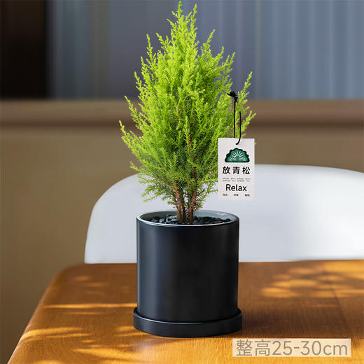 【放轻松，桌面上的圣诞派对~】小香松圣诞树绿植 柏树办公桌面植物盆栽 节日礼品送礼物 香松如火焰 又似灯塔般的树形-QQ 商品图6