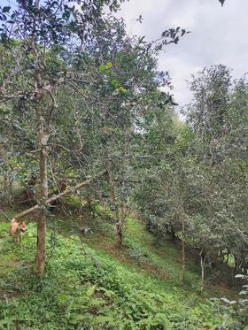  2025年茶山行日记3 | 生命更迭的意义是什么？ 