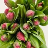 国产郁金香 | 树莓 商品缩略图0