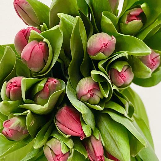 国产郁金香 | 树莓 商品图0