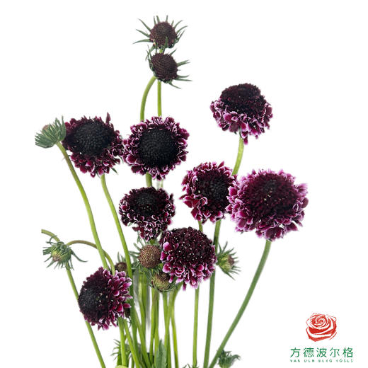 松虫草 紫色花边 商品图0