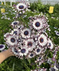 国产花材-【蓝目菊】 商品缩略图1