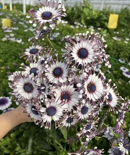 国产花材-【蓝目菊】 商品图1