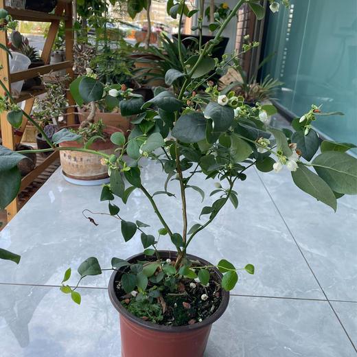 澄江花香蓝莓苗1盆（带花带果） 商品图1