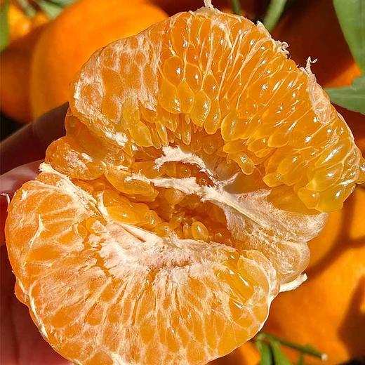 耙耙柑 约500g/份（口口爆汁） 商品图2