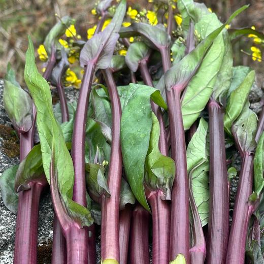 生态菜苔团购（混合装）| 绿家自产* Eco-Caitai group-buy | Self-production 商品图0