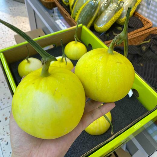 Sc马连庄冰糖脆甜瓜 商品图0