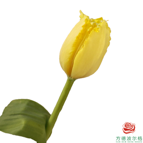 【毛边郁金香】 朱莉娅 10枝一扎