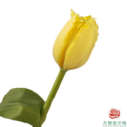 【毛边郁金香】 朱莉娅 10枝一扎 商品图0