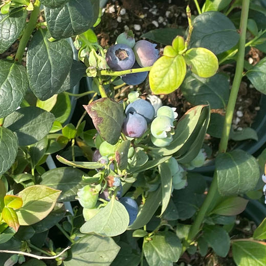 澄江花香蓝莓苗1盆（带花带果） 商品图3