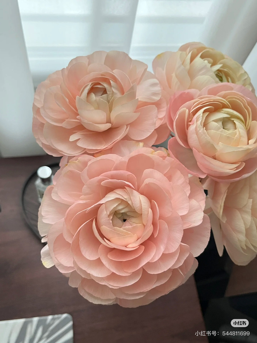 国产花材-【成功洋牡丹】威尼斯香槟