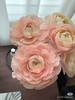 国产花材-【成功洋牡丹】威尼斯香槟 商品缩略图0