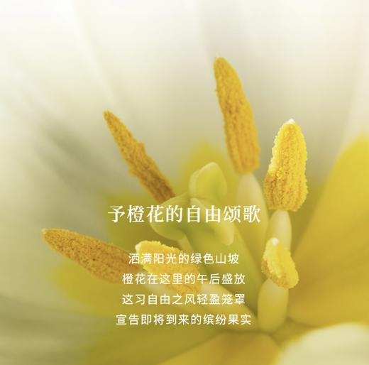 欧珑游牧橙花香水波西米亚柑橘花香调持久留香 商品图2