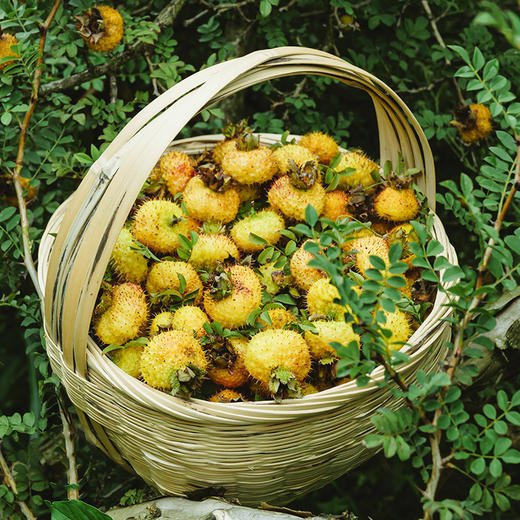  拍10减50元【有机益生元刺梨汁】 50ml*10袋/盒 添加益生元 高活性物质 深度无菌发酵 保留刺梨原有成分-AA 商品图2