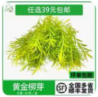 黄金柳芽1*10g