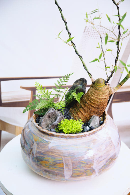 宝塔簕竹 商品图1