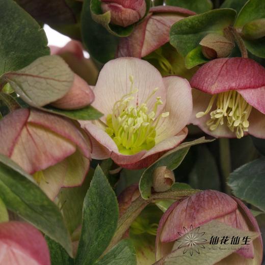 配花 | 兔葵小铃铛 商品图4