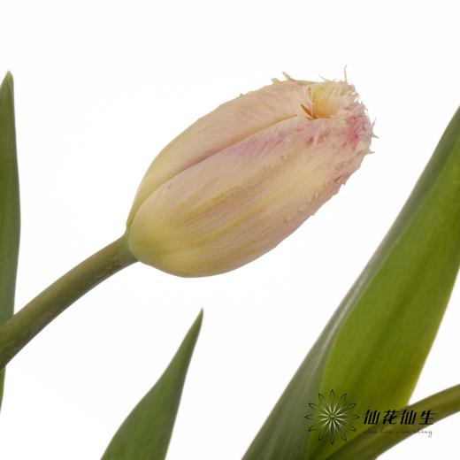 国产郁金香｜丽贝卡 【【如运输过程中出现黄叶不售后，介意慎拍】 商品图11