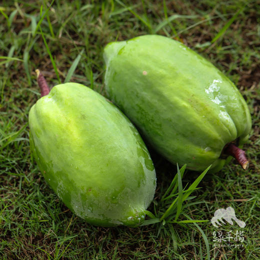 生态菜用青木瓜（包邮） | 绿家自产* Eco-green papaya | Self-production 商品图0