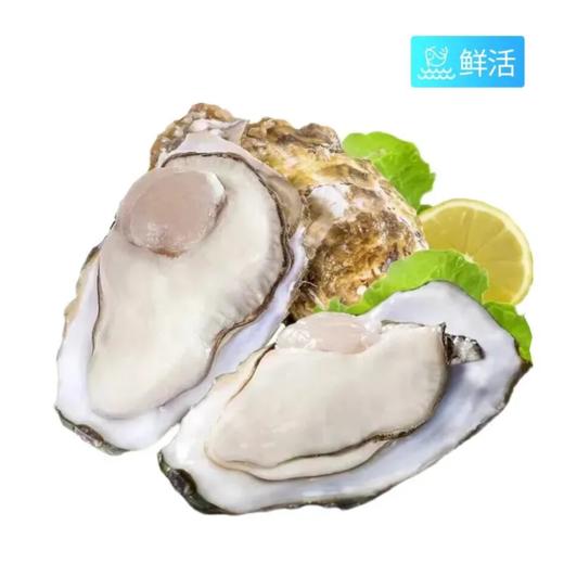 精选生蚝（袋）约3.6斤 商品图0