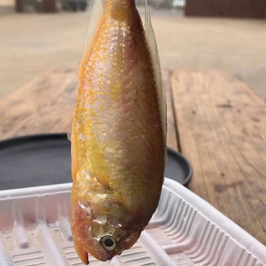 【大头宝】3斤到手59野生海捕梅童鱼半滴冰衣都没有颜色鲜丽 基地直邮 商品图2