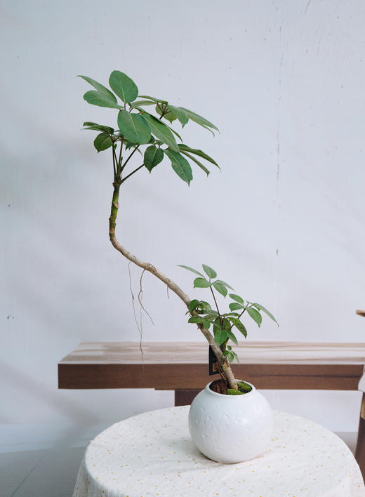 造型大叶伞 商品图0