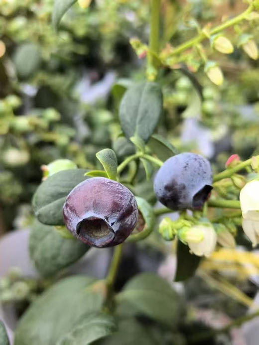 鲜活蓝莓树盆栽🪴 商品图5