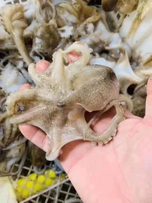 & 小章鱼，限时抢购，清灼🔥红烧色香味具全 让你食欲大开活冻 商品图1