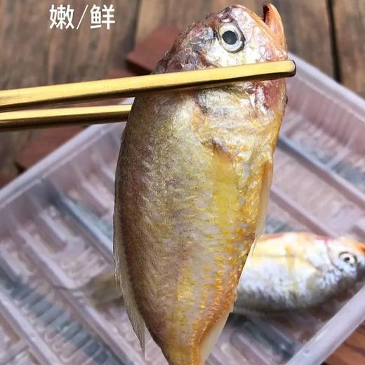 【大头宝】3斤到手59野生海捕梅童鱼半滴冰衣都没有颜色鲜丽 基地直邮 商品图1