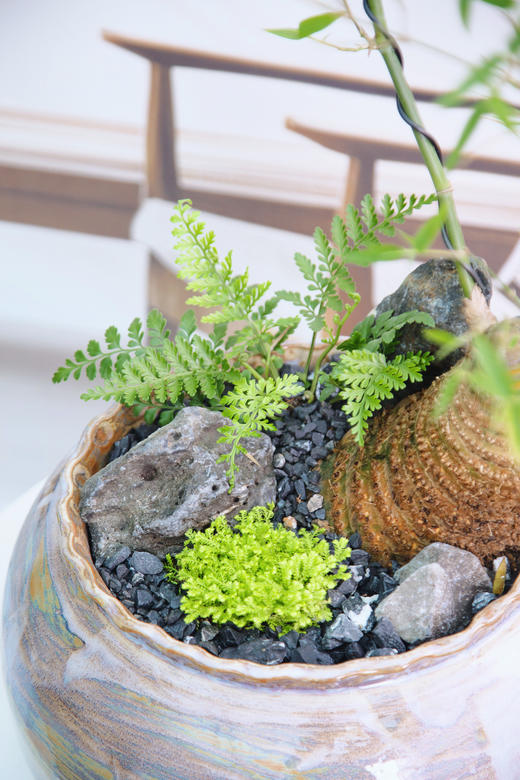 宝塔簕竹 商品图4