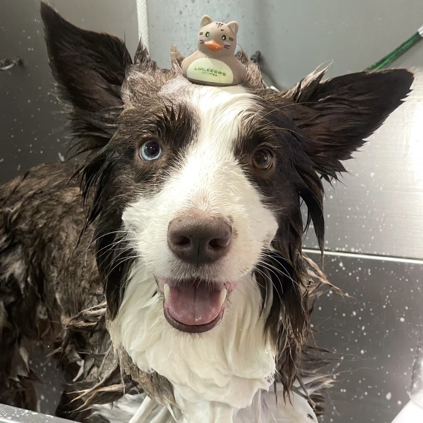 限时抢购｜宠物自助洗｜19.9特惠