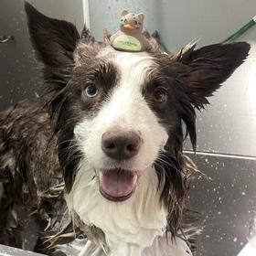 限时抢购｜宠物自助洗｜19.9特惠