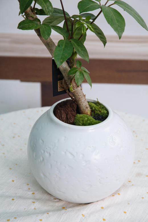 造型大叶伞 商品图1