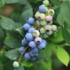 四川凉山新鲜蓝莓花香型大果15-22+现摘现发顺丰包邮 商品缩略图1