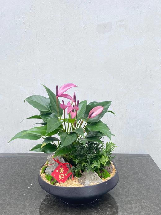 紫掌/MGS368 商品图0