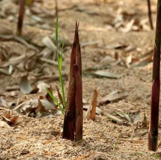 竹笋(春笋) 600g/份 全国配送（偏远地区除外） 商品图1